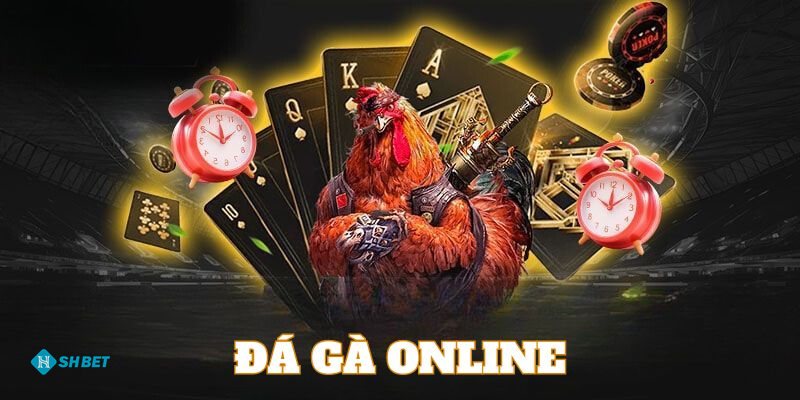 Đá Gà Cựa Dao - Khác biệt so với đá gà truyền thống