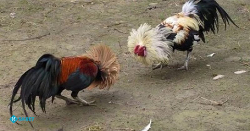 Đá Gà Cựa Dao - Bảng so sánh cơ bản giữa hai lối chơi