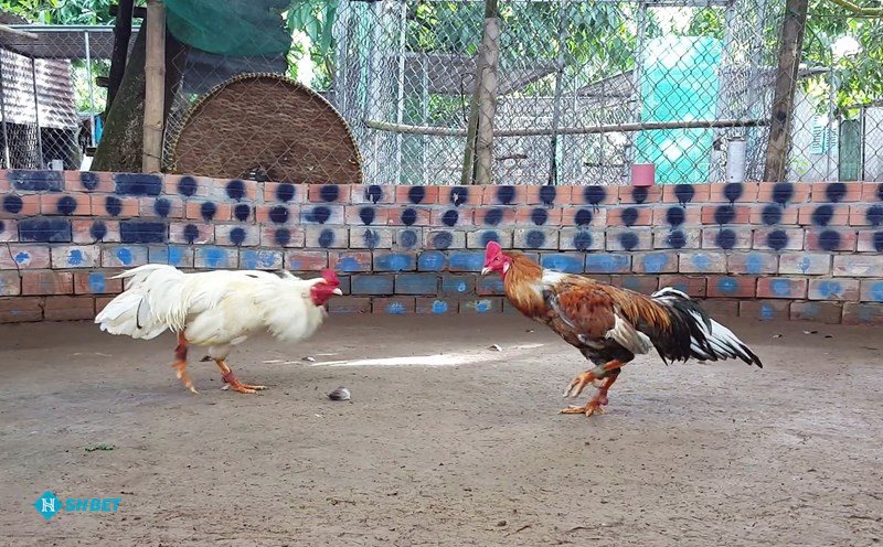 Đá Gà Shbet800 - Phát sóng chuẩn HD, giao dịch nạp rút siêu tốc