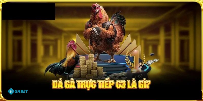 Đá Gà Cựa Dao - Chiến kê Peru chân dài, tốc độ ấn tượng